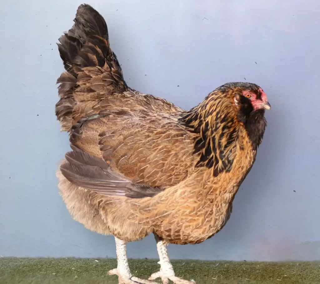 Easter egger tyúk zöld füves udvarban kapirgál