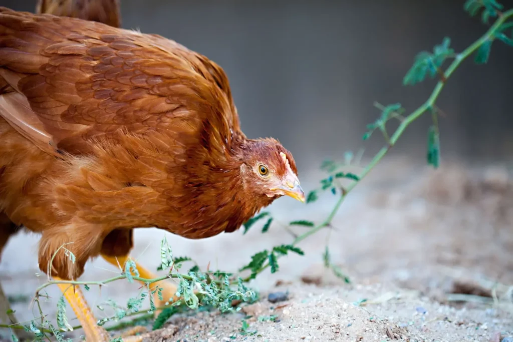 New hamshire csibe sárga tollazattal, friss zöld növények között