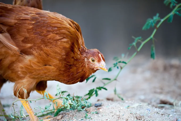 New hamshire csibe sárga tollazattal, friss zöld növények között